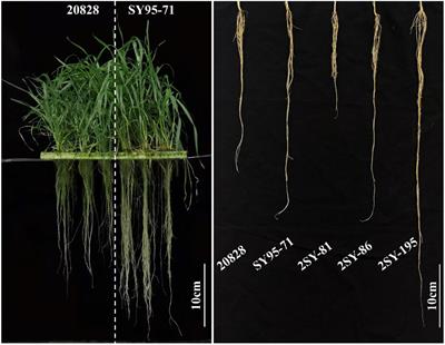 Identification and validation of a locus for wheat maximum root length independent of parental reproductive environment